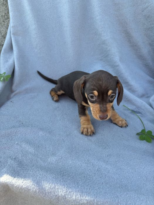 Teckel femea miniatura de pelo curto