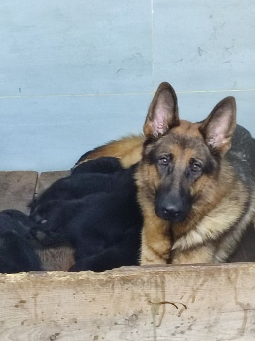 Cachorro de raça Pastor Alemão