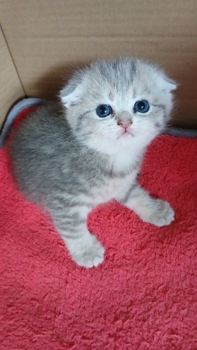 Fêmea Scottish Fold. Asul acinzentado