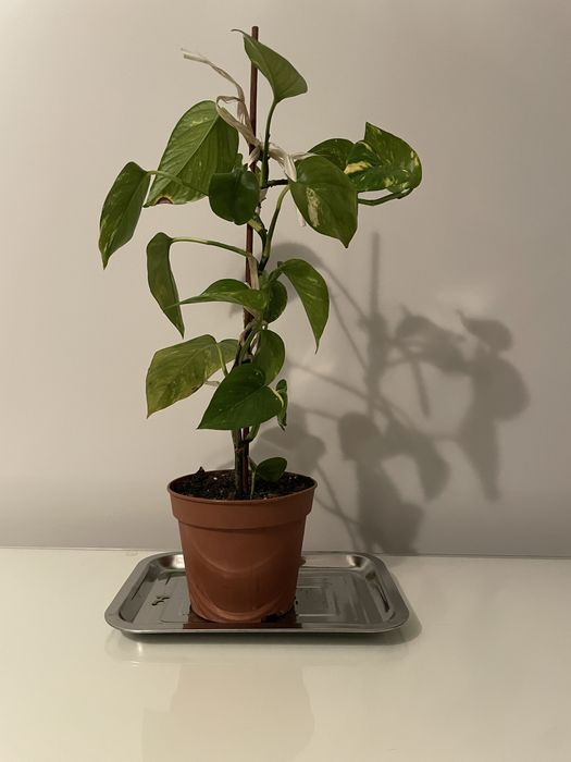 Epipremnum złociste
