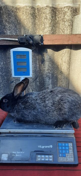 Кролі Полтавське срібло