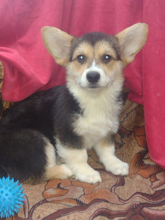 Вельшкоргі пемброк триколор дівчинка