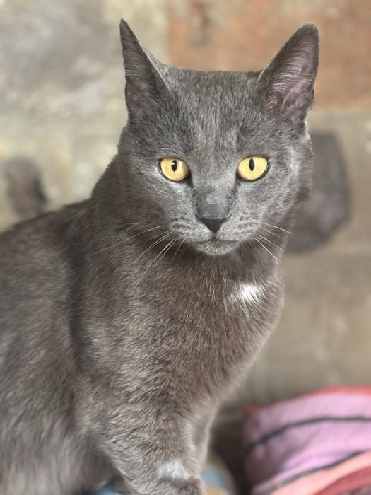 Вуглик мріє про дім