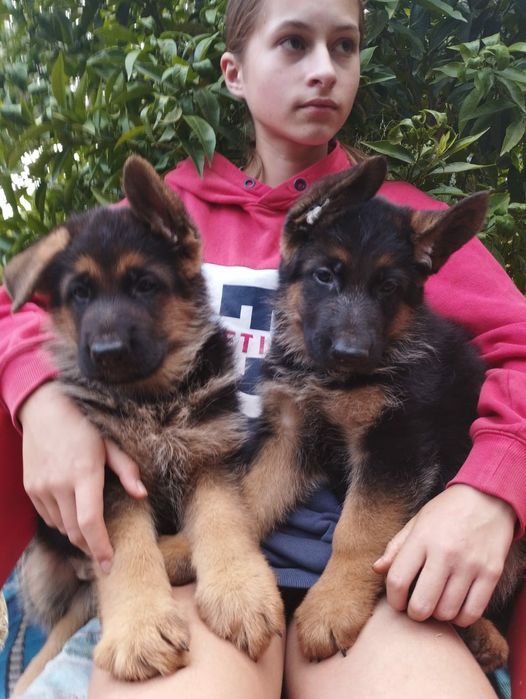 Pastor Alemão com lop