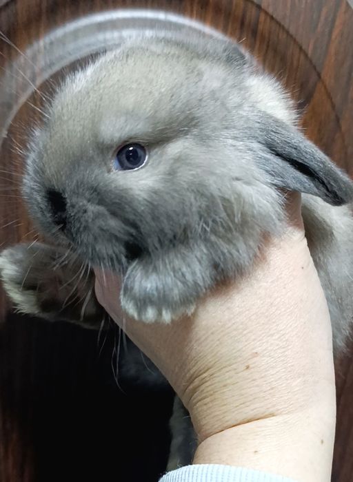 Кролик баранчик mini lop