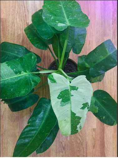 филодендрон Имбе Вайт Марбл