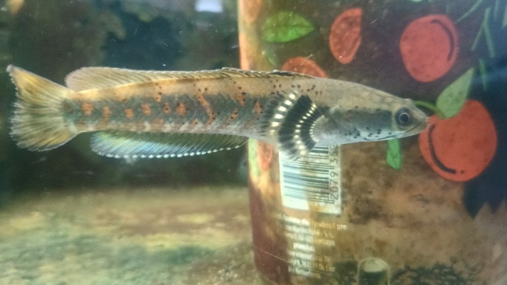 Channa pulchra młode