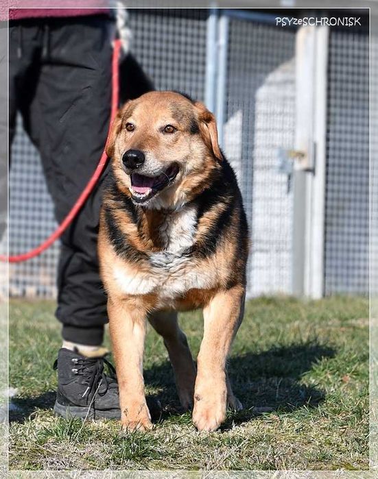Witek – przy człowieku rozkwita jakby był szczeniakiem