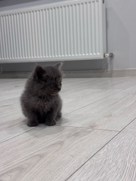 Котята себирская кошка