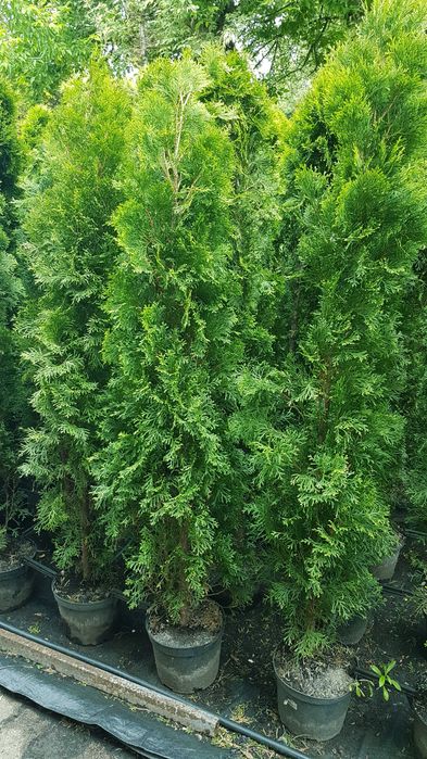 Tuja Szmaragd 150cm Ukorzenione Donica TRANSPORT SADZENIE5