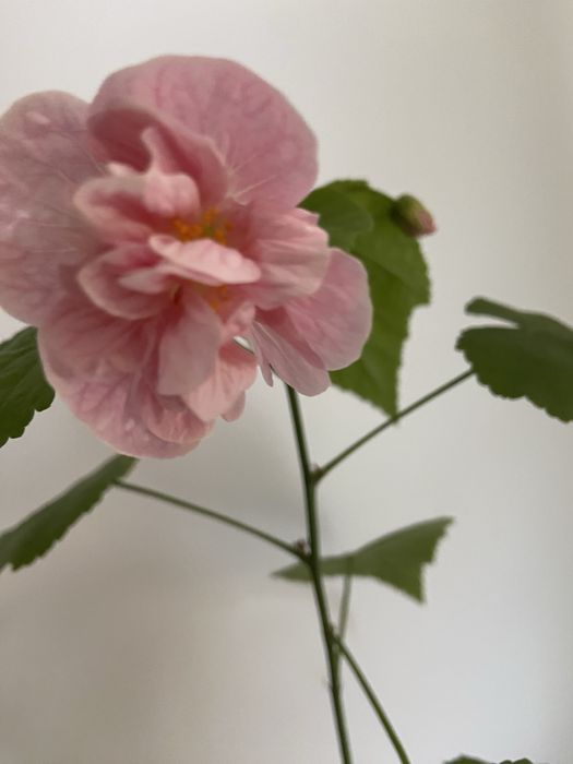 Абутилон махровий