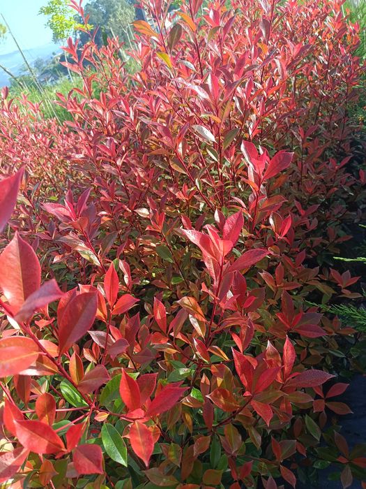Photinia/ fotinia para jardim