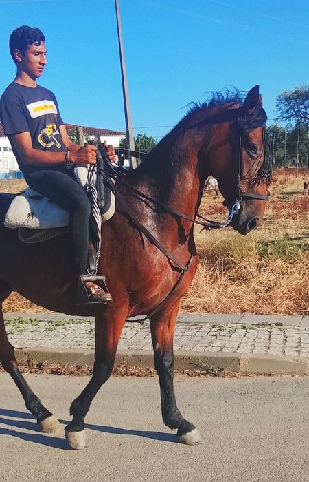 Cavalo castrado  .