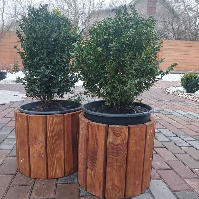 Кашпо з Самшитом, для саду, тераси