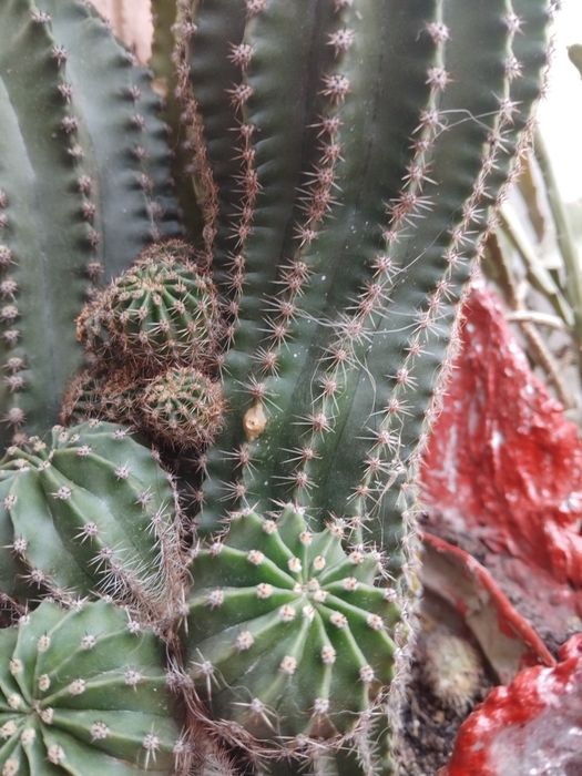 Продажа,кактус Эхінопсіс острогранний