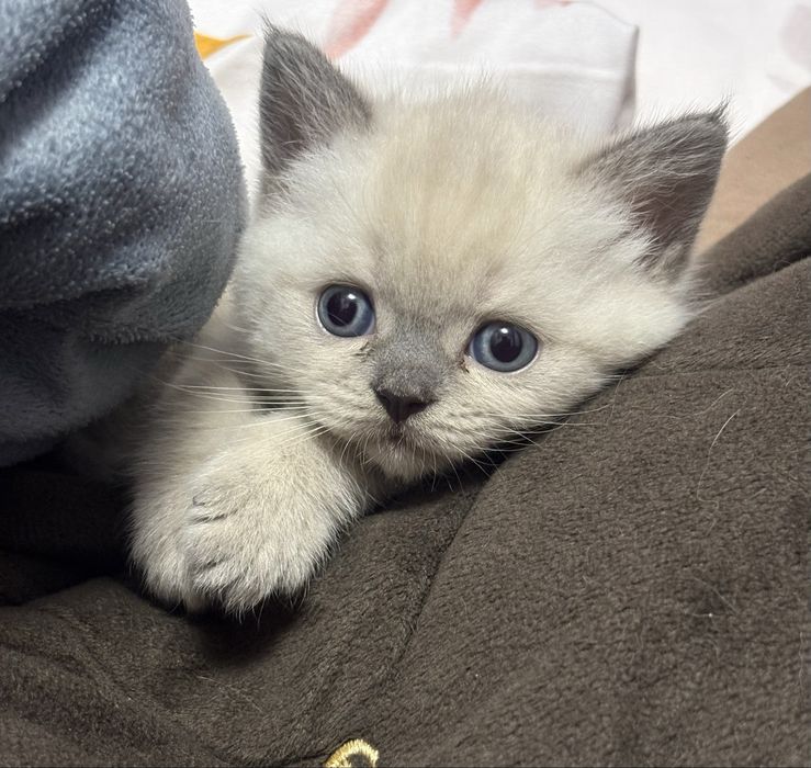 Кошенята блю поінт