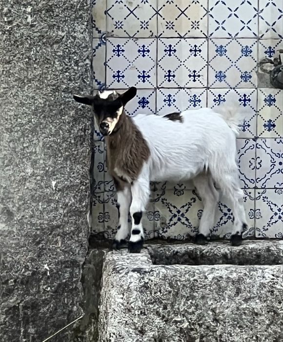 Cabra anã, fêmea.