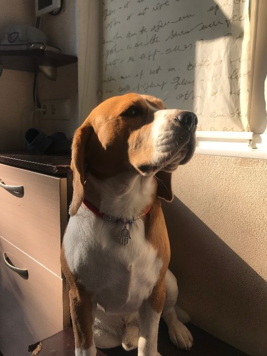 Открыт для вязки замечательный кобель Бигль