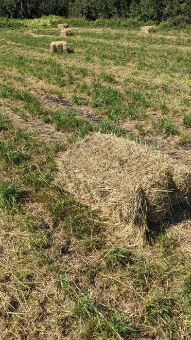 Сіно в тюках 90*60*35см