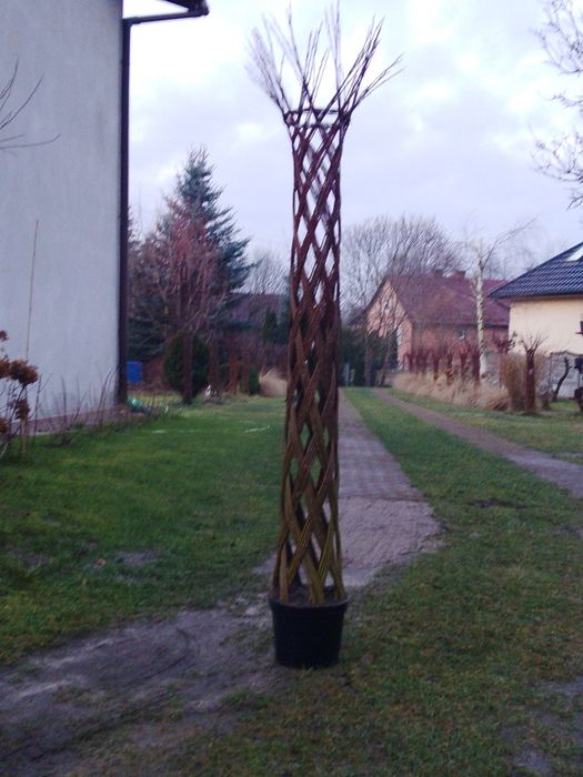 Drzewka wiklinowe