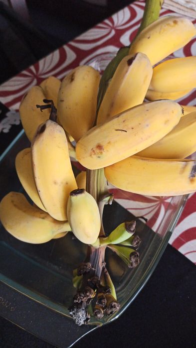 Bananeiras  musa
