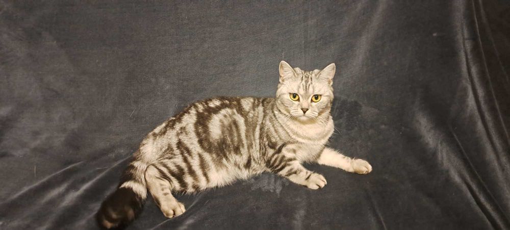 Кішка клубна шотландка прямовуха документи родовідWCF впкцинована