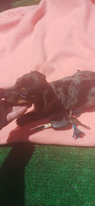 Teckel miniatura alerquim fêmea