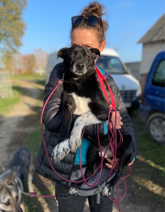 Sorbet senior szuka domu