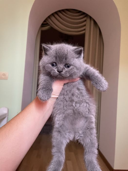 Шотландські кошенята