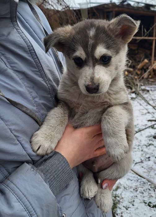 Щеня-хлопчик шукає дім і турботу