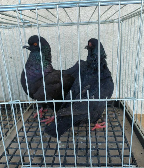 Sprzedam gołębie rasy king