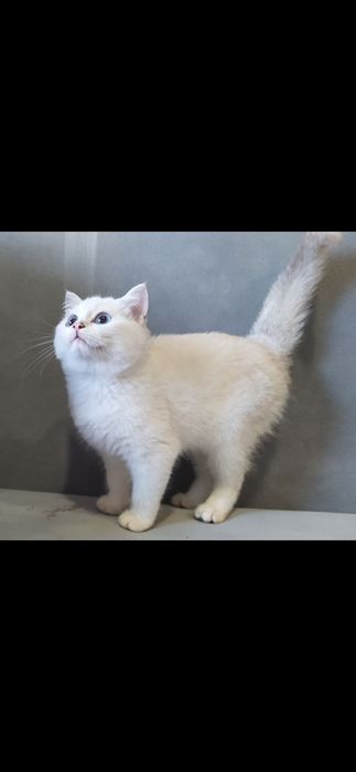 Шиншилла поинт с голубыми глазами