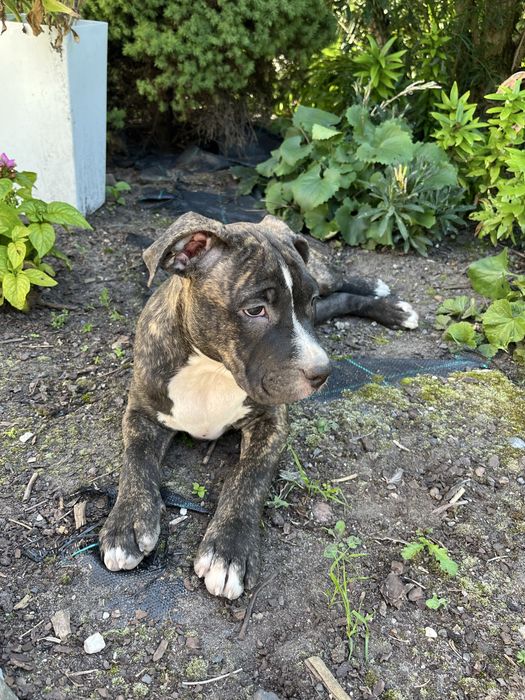 Suczka rasy Amstaff