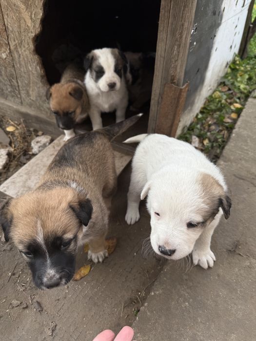 Цуценя в добрі руки, щенки