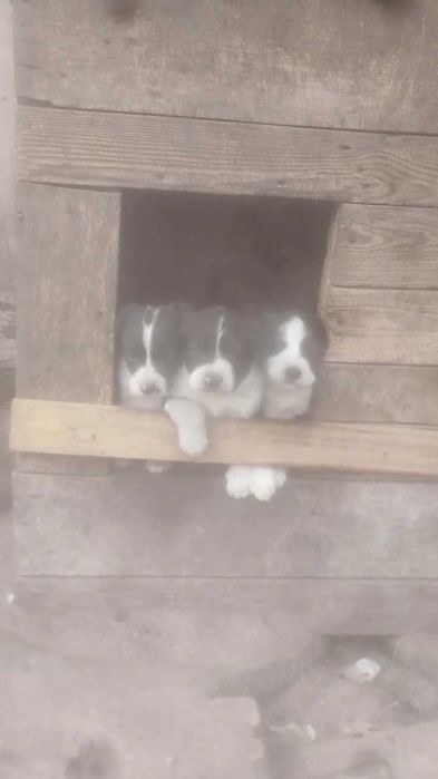 Щенки в хорошие руки