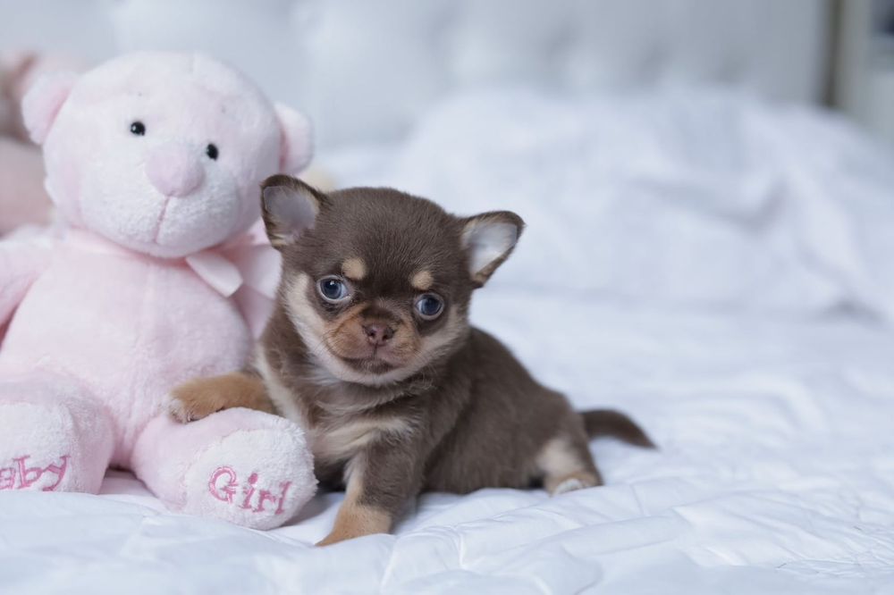 Chihuahua FCI dziewczynka mini