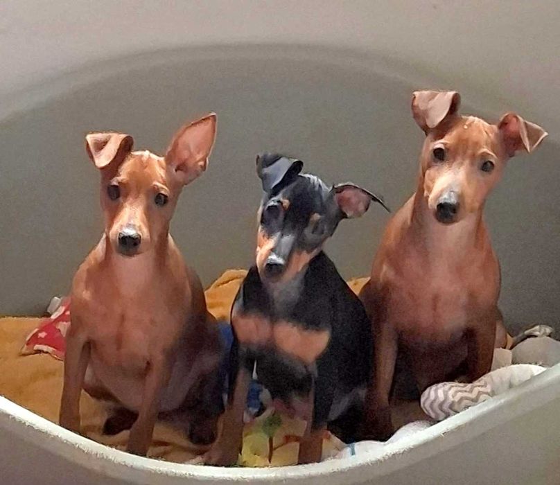 Pinczer, pinczery, pinczerki miniaturowe z metryczkami FCI