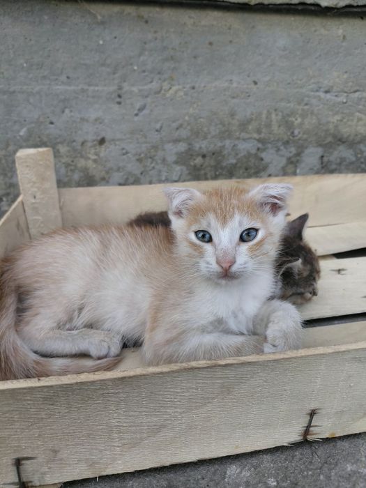 Віддам котика у добрі руки