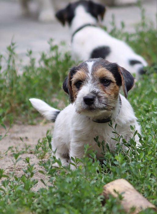 Jack Russell Terrier