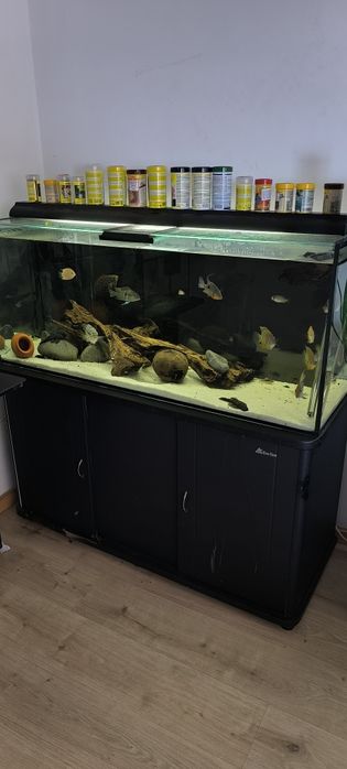 $$Oportunidade$$ aquário Scalare