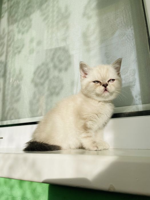 Чистокровні шотландці срібна шиншила