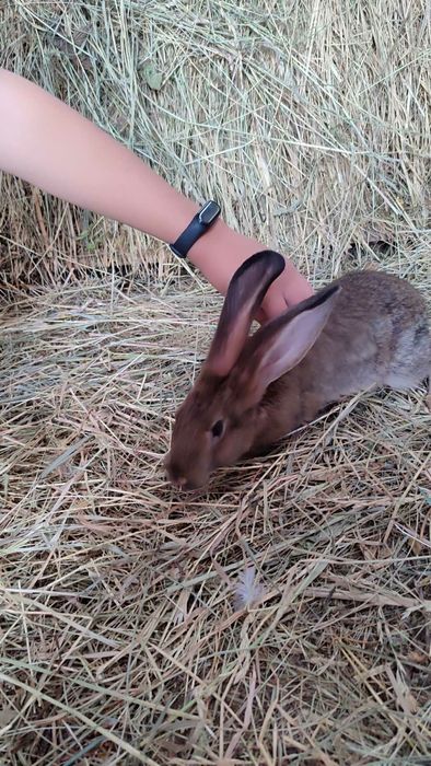 Кролі кролики декілька порід