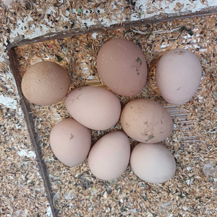Ovos de fraca branca / galinhas de Angola brancas pequenas / cocós