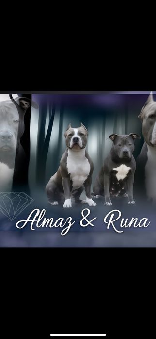 Блакитні  цуценята  амстафф .