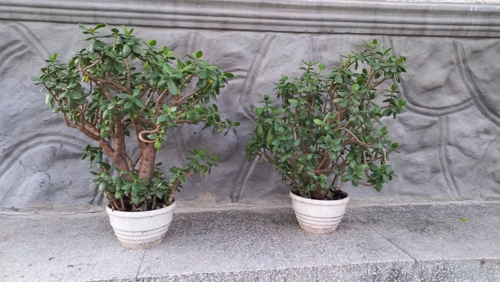 Кімнатна рослина Толокнянка або Грошове дерево