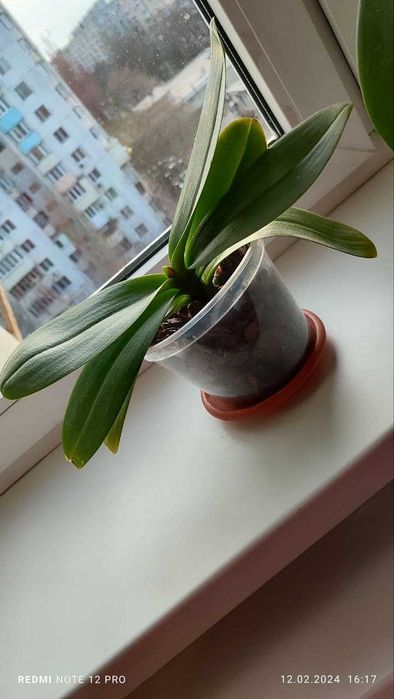 Орхидеи, цветы для души