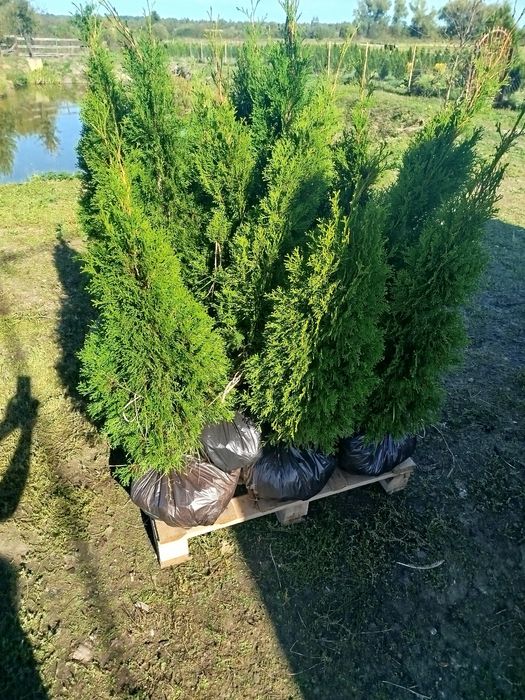 Туя смарагд власне вирощування