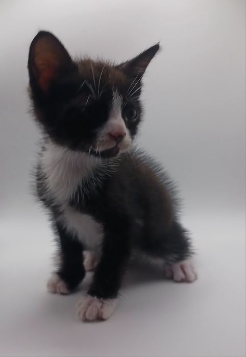 Gatos bebés para adopção responsável