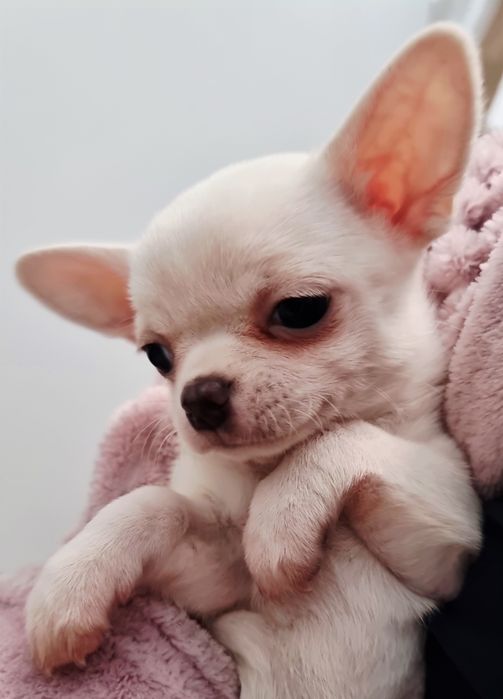 Chihuahua Krótkowłosa ZKwP FCI