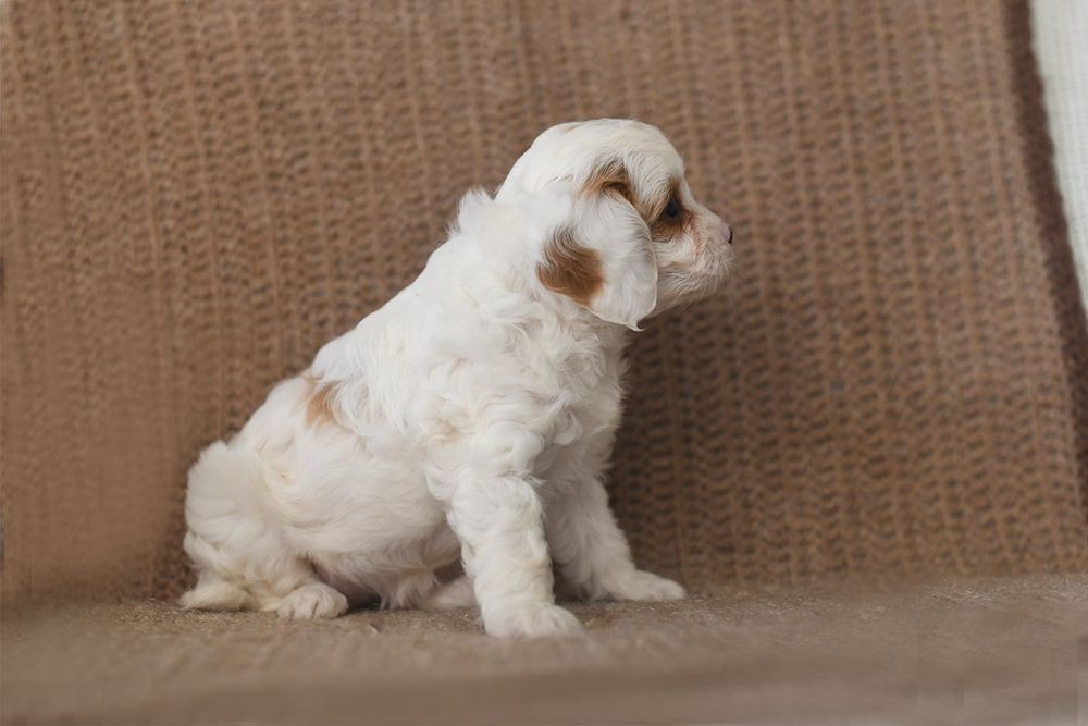 Cavapoo  gotowy do odbioru